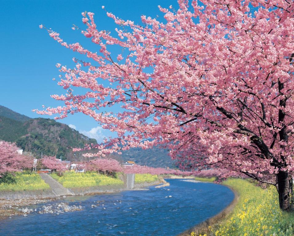 Imaiso Kawazu Dış mekan fotoğraf